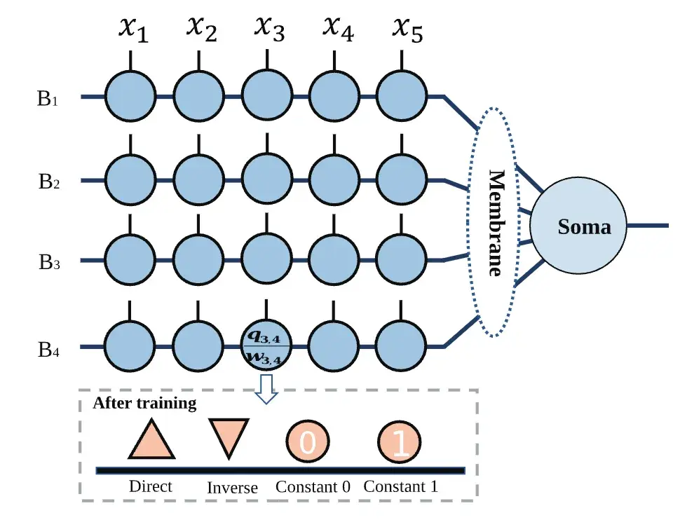 Competitive Decomposition-Based Multiobjective Architecture Search for the Dendritic Neural Model