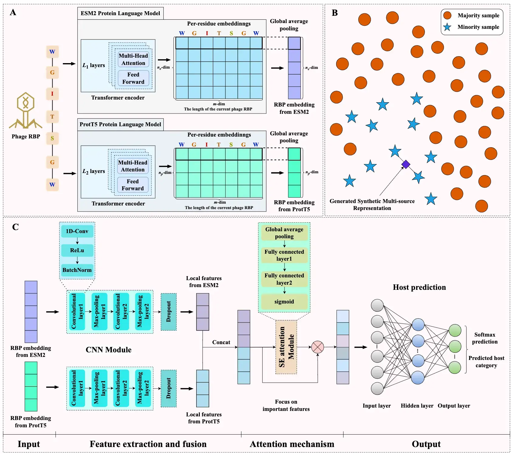 Phage Host Prediction Using Deep Neural Network with Multi-source Protein Language Models and Squeeze-and-Excitation Attention Mechanism