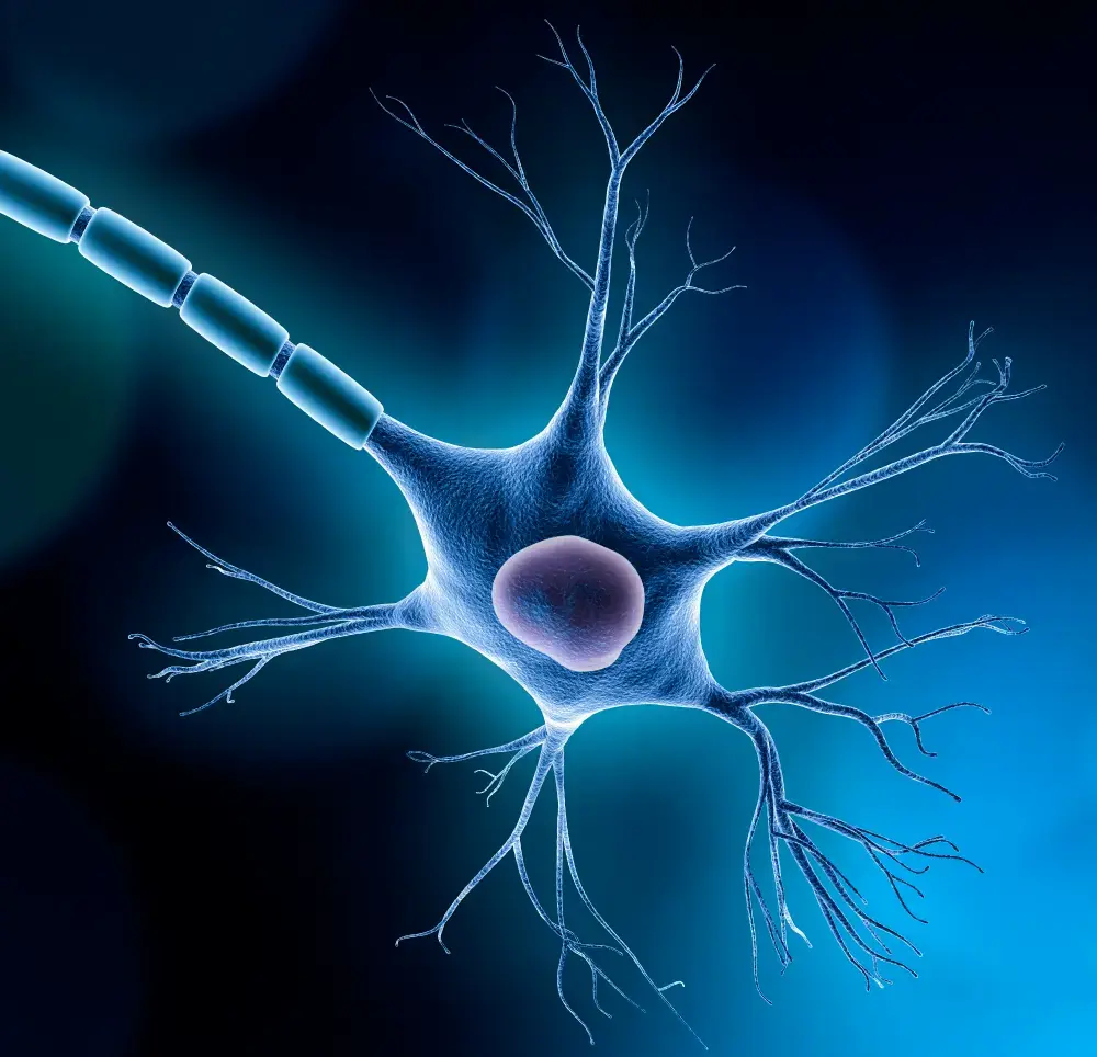 Dendritic neural model